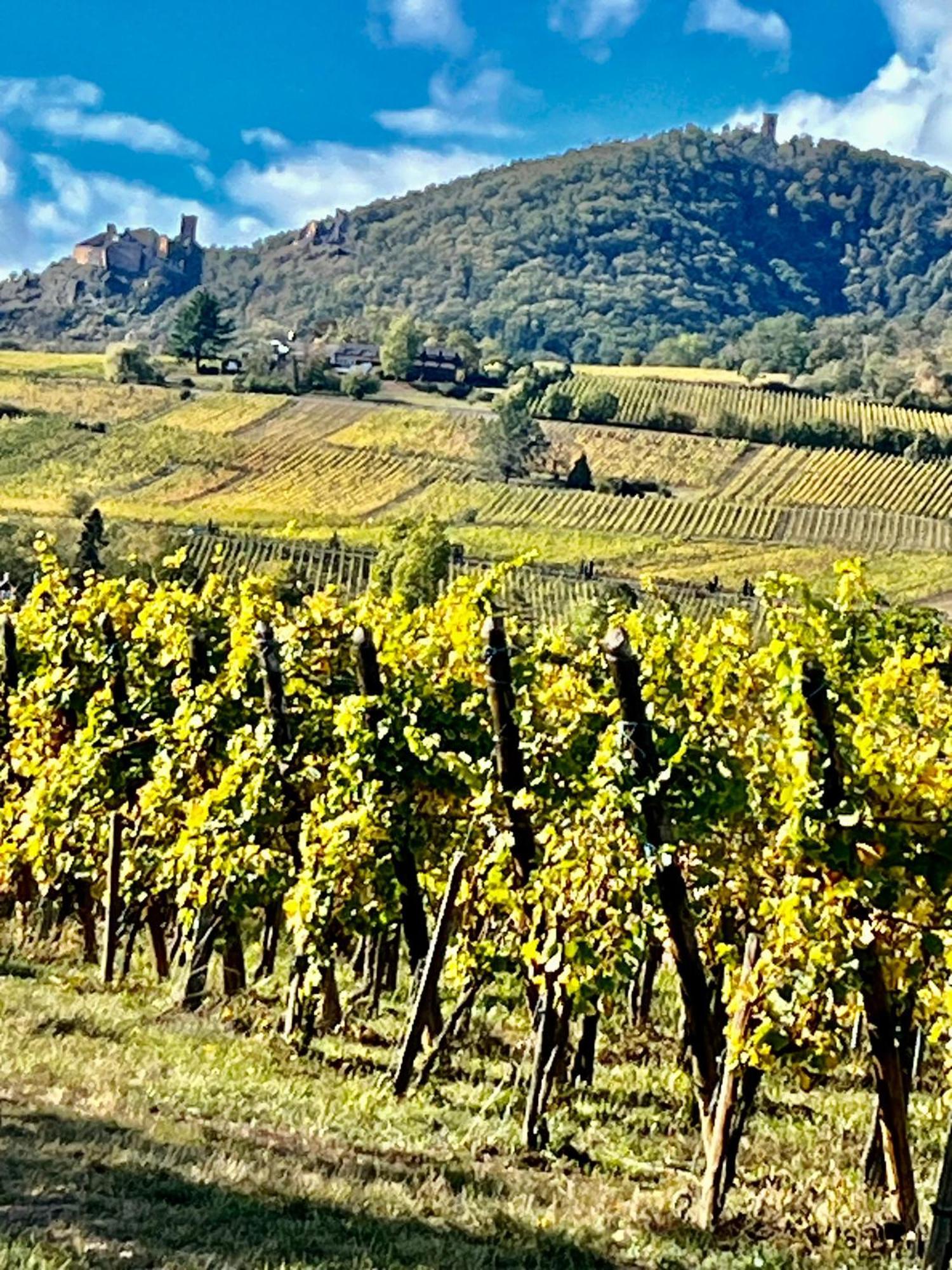 Maison Independante De Montagne En Alsace Bellefosse Экстерьер фото